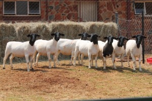 7X DORPER OOI/EWE MAGNUM BOERDERY (Pay per animal to take all in lot)