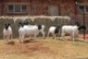 7X DORPER OOI/EWE MAGNUM BOERDERY (Pay per animal to take all in lot) - 2