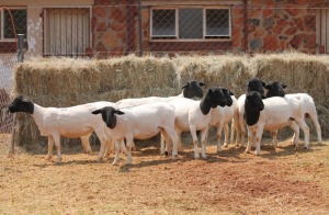 10X DORPER OOI/EWE MAGNUM BOERDERY (Pay per animal to take all in lot)