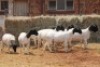 10X DORPER OOI/EWE MAGNUM BOERDERY (Pay per animal to take all in lot) - 2