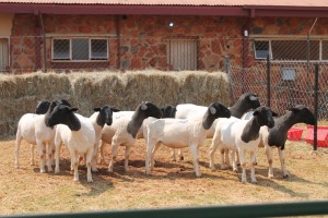 10X DORPER OOI/EWE MAGNUM BOERDERY (Pay per animal to take all in lot)