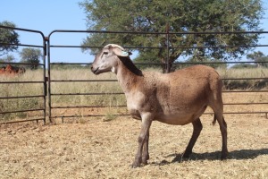 1X OOI/EWE Thaba Meatmasters - Chris Barkhuizen - 076 8506726 (Highest Bidder may choose A, B or C of Lot round or take all - Pay per piece. Choice once per Lot round, Rest to take all)