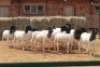 10X DORPER OOI/EWE MAGNUM BOERDERY (Pay per animal to take all in lot) - 2