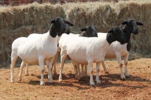 5X DORPER OOI/EWE MAGNUM BOERDERY (Pay per animal to take all in lot)