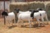 5X DORPER OOI/EWE MAGNUM BOERDERY (Pay per animal to take all in lot) - 2