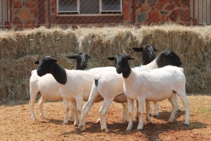 5X DORPER OOI/EWE MAGNUM BOERDERY (Pay per animal to take all in lot)