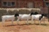 5X DORPER OOI/EWE MAGNUM BOERDERY (Pay per animal to take all in lot) - 2