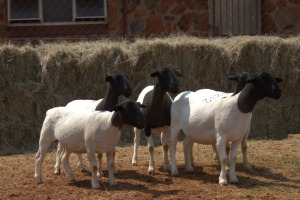 5X DORPER OOI/EWE MAGNUM BOERDERY (Pay per animal to take all in lot)