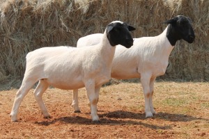 2X DORPER OOI/EWE MAGNUM BOERDERY (Pay per animal to take all in lot)