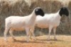 2X DORPER OOI/EWE MAGNUM BOERDERY (Pay per animal to take all in lot) - 2