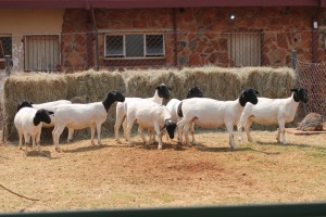 8X DORPER OOI/EWE MAGNUM BOERDERY (Pay per animal to take all in lot)