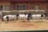 8X DORPER OOI/EWE MAGNUM BOERDERY (Pay per animal to take all in lot) - 2