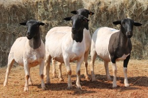 4X DORPER OOI/EWE MAGNUM BOERDERY (Pay per animal to take all in lot)