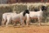 4X DORPER OOI/EWE MAGNUM BOERDERY (Pay per animal to take all in lot) - 2