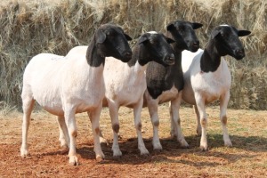 4X DORPER OOI/EWE MAGNUM BOERDERY (Pay per animal to take all in lot)