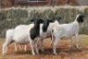 4X DORPER OOI/EWE MAGNUM BOERDERY (Pay per animal to take all in lot) - 2