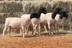 4X DORPER OOI/EWE MAGNUM BOERDERY (Pay per animal to take all in lot)