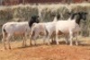 4X DORPER OOI/EWE MAGNUM BOERDERY (Pay per animal to take all in lot) - 2
