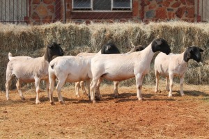 5X DORPER OOI/EWE MAGNUM BOERDERY (Pay per animal to take all in lot)