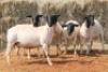 5X DORPER OOI/EWE MAGNUM BOERDERY (Pay per animal to take all in lot) - 2