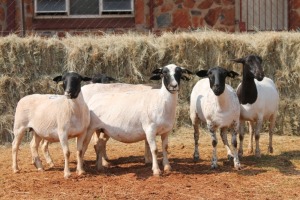 6X DORPER OOI/EWE MAGNUM BOERDERY (Pay per animal to take all in lot)