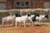 6X DORPER OOI/EWE MAGNUM BOERDERY (Pay per animal to take all in lot) - 2