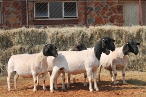 5X DORPER OOI/EWE MAGNUM BOERDERY (Pay per animal to take all in lot)