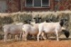 5X DORPER OOI/EWE MAGNUM BOERDERY (Pay per animal to take all in lot) - 2