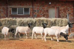 5X DORPER OOI/EWE MAGNUM BOERDERY (Pay per animal to take all in lot)