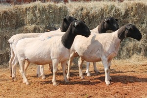 5X DORPER OOI/EWE MAGNUM BOERDERY (Pay per animal to take all in lot)