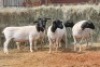 5X DORPER OOI/EWE MAGNUM BOERDERY (Pay per animal to take all in lot) - 2