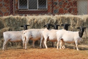 5X DORPER OOI/EWE MAGNUM BOERDERY (Pay per animal to take all in lot)