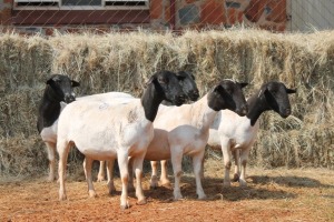 5X DORPER OOI/EWE MAGNUM BOERDERY (Pay per animal to take all in lot)