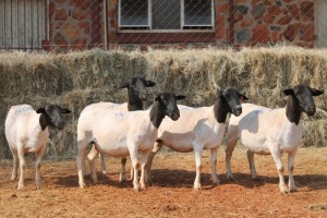 5X DORPER OOI/EWE MAGNUM BOERDERY (Pay per animal to take all in lot)