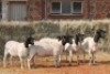 5X DORPER OOI/EWE MAGNUM BOERDERY (Pay per animal to take all in lot) - 2