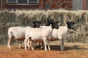 5X DORPER OOI/EWE MAGNUM BOERDERY (Pay per animal to take all in lot)