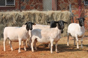 5X DORPER OOI/EWE MAGNUM BOERDERY (Pay per animal to take all in lot)