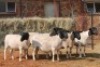5X DORPER OOI/EWE MAGNUM BOERDERY (Pay per animal to take all in lot) - 2