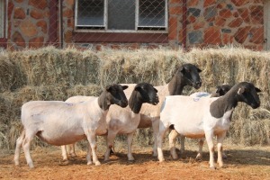 5X DORPER OOI/EWE MAGNUM BOERDERY (Pay per animal to take all in lot)