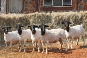 5X DORPER OOI/EWE MAGNUM BOERDERY (Pay per animal to take all in lot)