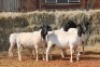 5X DORPER OOI/EWE MAGNUM BOERDERY (Pay per animal to take all in lot) - 2