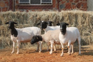 5X DORPER OOI/EWE MAGNUM BOERDERY (Pay per animal to take all in lot)