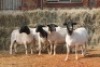5X DORPER OOI/EWE MAGNUM BOERDERY (Pay per animal to take all in lot) - 2