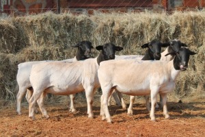 5X DORPER OOI/EWE MAGNUM BOERDERY (Pay per animal to take all in lot)