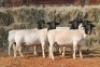 5X DORPER OOI/EWE MAGNUM BOERDERY (Pay per animal to take all in lot)