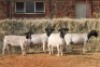 5X DORPER OOI/EWE MAGNUM BOERDERY (Pay per animal to take all in lot) - 2