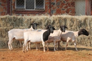 5X DORPER OOI/EWE MAGNUM BOERDERY (Pay per animal to take all in lot)