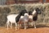 5X DORPER OOI/EWE MAGNUM BOERDERY (Pay per animal to take all in lot) - 2