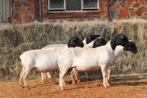 5X DORPER OOI/EWE MAGNUM BOERDERY (Pay per animal to take all in lot)