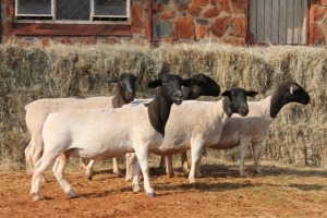 5X DORPER OOI/EWE MAGNUM BOERDERY (Pay per animal to take all in lot)